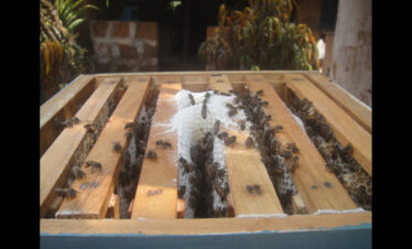 bee keeping.jpg