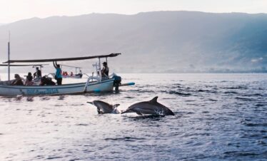 dolphin spotting 
