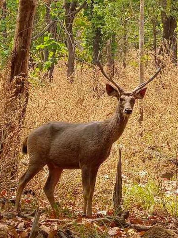 untitled design 2025 06 04t155205.479