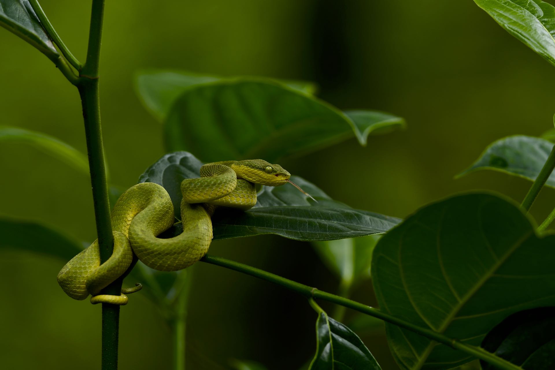 freepik upload 63176